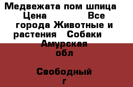 Медвежата пом шпица › Цена ­ 40 000 - Все города Животные и растения » Собаки   . Амурская обл.,Свободный г.